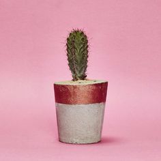 a small green cactus in a red and white pot on a pink background with space for text