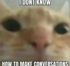 an image of a cat that is looking at the camera with caption saying, i don't know how to make conversations