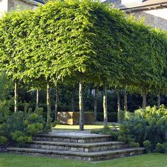 an outdoor garden with steps and trees