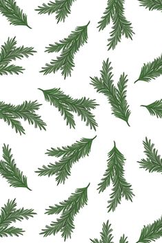 green pine branches on white background with space for text or image, seamless pattern