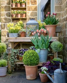 several potted plants and flowers in front of a building with stone walls, including tulips