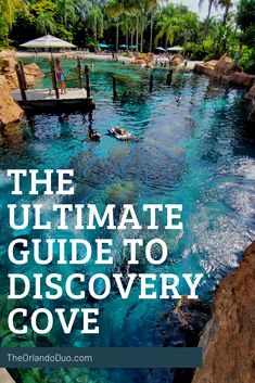 the ultimate guide to discovery cove at disney's animal kingdom