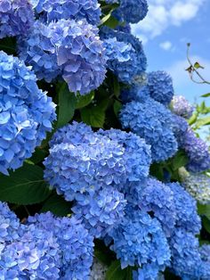 blue flowers with green leaves and sky in the background