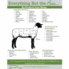 an info sheet describing the different types of sheep and lambs that are labeled in each section