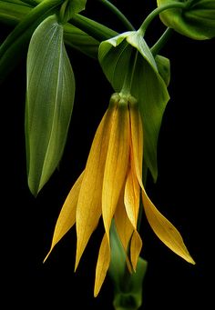 a yellow flower with green leaves hanging from it's stems on a black background