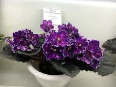 purple flowers are in a white pot on the shelf next to a sign that says,