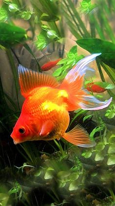 a goldfish in an aquarium with green plants