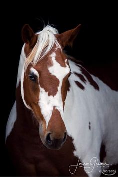 a brown and white horse with blonde hair looking at the camera on a black background