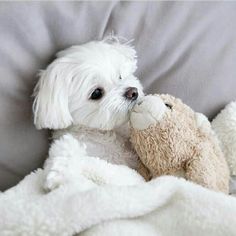 a small white dog laying on top of a bed next to a stuffed animal teddy bear