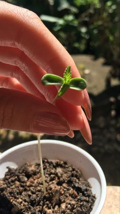 a small plant sprouts from the soil in a white bowl