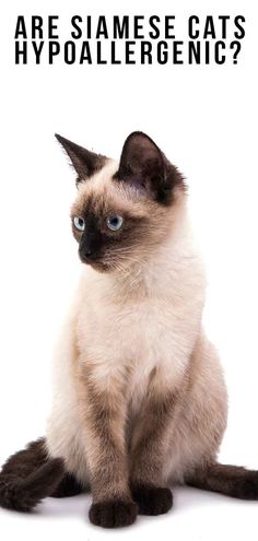 a siamese cat sitting down with the caption are siamese cats hypoallergenic?