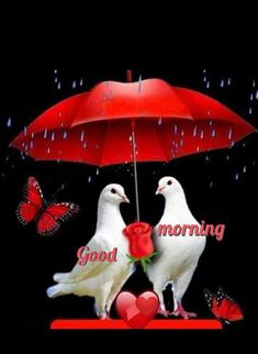 two white doves under an umbrella with the words good morning