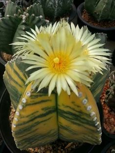 a yellow and white flower sitting on top of a potted plant next to other plants