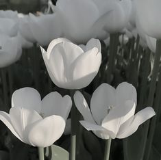 some white flowers are growing in the grass