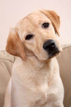 a close up of a dog sitting on a couch