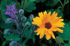 yellow and purple flowers with green leaves in the background