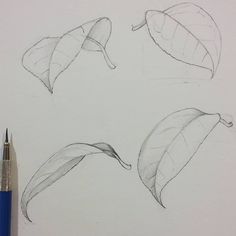 three drawings of leaves on a white paper