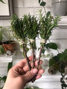 someone is holding two plants in their hands