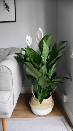 The Peace Lily is a wonderfully elegant large houseplant that brings calm to any space! Also known as the Closet plant it’s a popular choice for a home or office, being a luxuriant foliage plant as well as producing beautiful flowers in the right conditions - what most people think of as flowers are actually specialist leaves covering the real flower. It’s also great at cleaning the air - good looks and health benefits too, what more could you ask for? Spathiphyllum is perfect for a steamy bathroom or kitchen - it hails from tropical climates and loves humidity. You can recreate this in a warm room by regular misting of the leaves. They really are stunningly attractive and truly sensational in looks! A super style plant, this indoor lily has delightfully large leaves and is certainly one o Peace Lillies, Indoor Plant Gifts, Casa Vintage, Peace Lily, Apartment Decor Inspiration, Decor Home Living Room