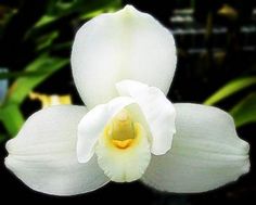 two white orchids with yellow stamen in the foreground and green foliage in the background