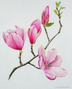 three pink flowers on a branch with green leaves and buds in front of a white background