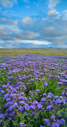 a field full of purple flowers under a cloudy sky