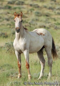 a white horse standing on top of a lush green field