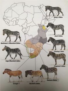 a map with zebras and other animals labeled in different colors on it's side