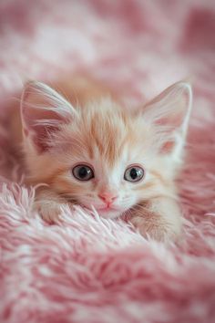 a small orange kitten laying on top of a pink fluffy blanket with blue eyes and whiskers