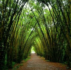 an image of a path that is surrounded by trees