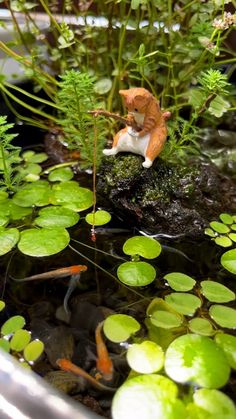 there is a small toy cat that is sitting on a rock in the water with lily pads