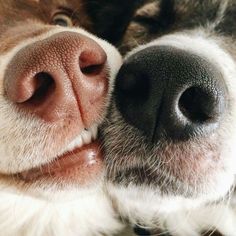 a close up of a dog's nose with it's tongue sticking out