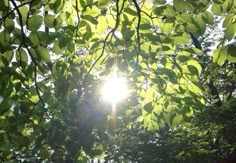 the sun is shining through some green leaves