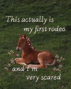 a brown horse laying on top of a lush green field next to a sign that says, this actually is my first rodeo and i'm very scared