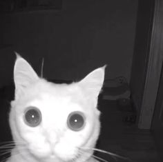 a white cat with big eyes looking at the camera