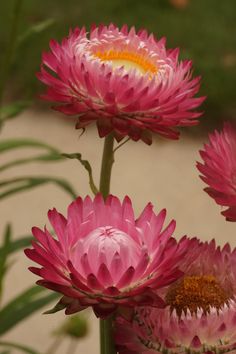 three pink flowers with yellow center surrounded by green leaves and grass in the back ground