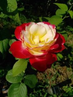 a red and white flower with green leaves