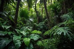 the jungle is full of tropical plants and trees