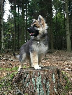 a dog standing on top of a tree stump in the middle of a wooded area