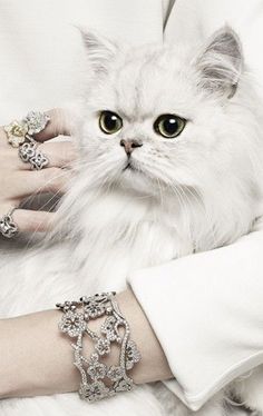 a white cat is being held by a woman's arm with bracelets on it