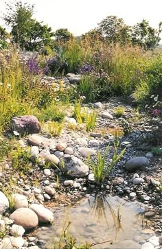 there is a small stream in the middle of some rocks and plants on the ground