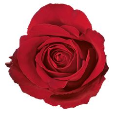 a single red rose is shown on a white background for use as a postcard