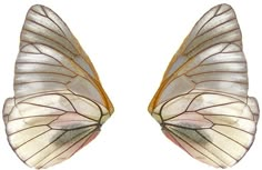 two white and yellow butterfly wings on a white background