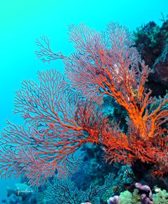 an orange coral on the ocean floor