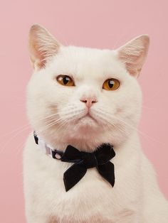 a white cat with a black bow tie around it's neck looking at the camera