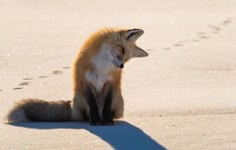 a red fox sitting on top of a sandy beach