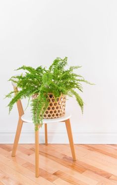 a potted plant sitting on top of a wooden chair next to a white wall