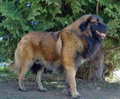 a large brown and black dog standing next to a tree in the dirt with its tongue hanging out