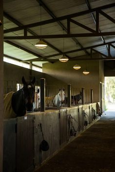 several horses are lined up in their stalls