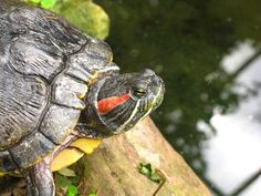 a small turtle sitting on top of a tree branch